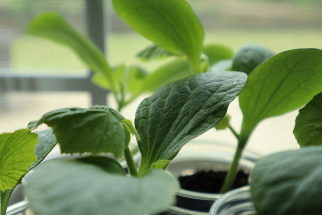 Baby Squash Plants in a Sunny Window
